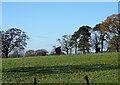 Watchful cattle at Greencroft