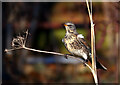 A fieldfare (Turdus pilaris)