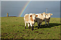 Pasture. Wendron