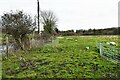 Hapton: Grassland used for sheep grazing