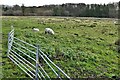 Hapton: Grassland used for sheep grazing