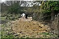 Hapton: Cows on common land