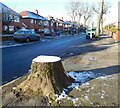 Frozen tree stump on Knott Lane