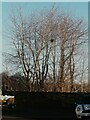 Trees with a nest at the end of Lister Street, Brighouse