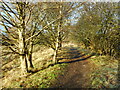 NS5673 : Path beside Dougalston Loch by Richard Sutcliffe