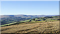 Moorland at Bewdley Plain