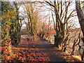 Tree-lined path near Braidwood