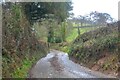 Combe Raleigh : Country Lane