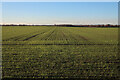 TL3371 : Field near Holywell by Hugh Venables