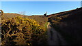 Late afternoon heading up Chapel Combe near Porthtowan