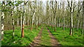 Path through young tree plantation N of Seckley Wood near Buttonoak