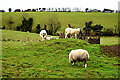 Sheep grazing, Moylagh