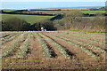 Farmland, Porthleven