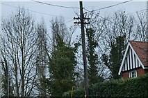 TQ6297 : Traditional telegraph pole on Roman Road, Mountnessing by David Howard