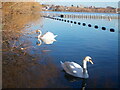 Pair of mute swans at Brent Reservoir