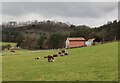 SO8180 : Cows near Horseleyhills Farm by Mat Fascione