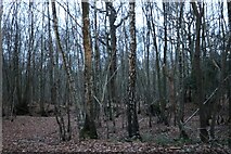 TL6202 : Parsons Spring woodland by David Howard