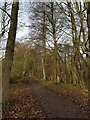 Path through wooded area, Droitwich Spa (1)