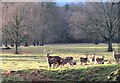 SE2869 : Sika deer, Studley Park by Gordon Hatton