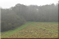 Footpaths into Grinnels Wood