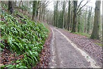SO8201 : Track in Woodchester Park by Philip Halling
