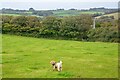 Hayle : Grassy Field