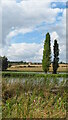 On Nene Way - poplar trees & view to Rectory Farm near Islip