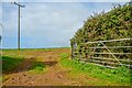 St Keverne : Grassy Field