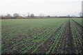 Emerging crop near Meads Farm