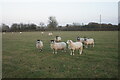 Sheep near Catsbrain Farm