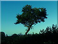 Apple Tree near East End Green Herts