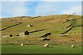 Hillside barns, Muker