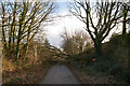 A fallen tree blocking the Nidderdale Greenway near Bilton, Harrogate