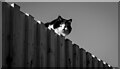 J3672 : Cat, Belfast by Rossographer