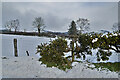 Whins along Loughmacrory Road, Faccary