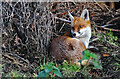 Woodberry Wetlands Nature Reserve: alert fox