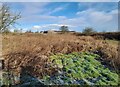 Rough ground near Kilmaurs