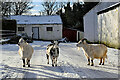 H4479 : Goats along Tattynagole Road, Dunmullan by Kenneth  Allen