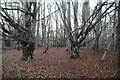 Blackley Forest Nature Reserve