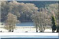 Trees on a frosty morning