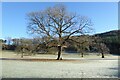 Trees on a frosty morning