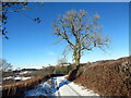 Llwyr ger Glan Meddyg / Path near Glan Meddyg