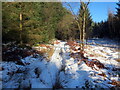 Llwybr o fewn planhigfa gonifferaidd / A path within a conifer plantation