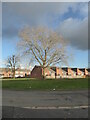 Bare trees on Langdale Drive, Warndon, Worcester