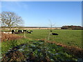 The Southwold railway line ran across this pasture