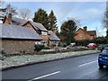 Monkey puzzle tree - Vicarage Road