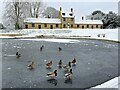 Almshouses and icy ducks in Great Linford Manor Park