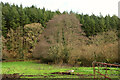 Trees near Pool Down Wood