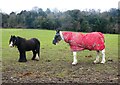 Horse and pony, Boxley Riding School