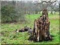 Dead tree near Harple Lane, Detling